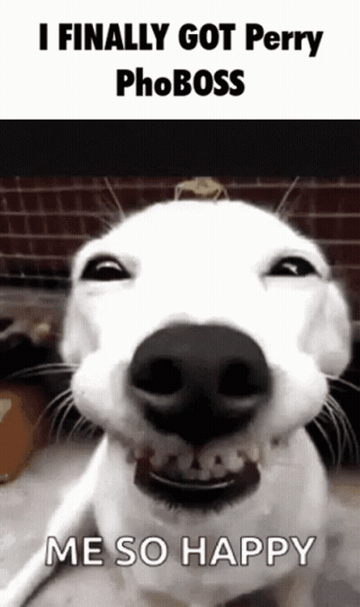 White Dog Smiling I Finally Got Perry Phoboss Me So Happy GIF
