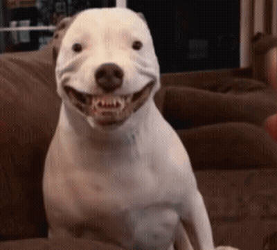 White Dog Smiling On Brown Couch GIF