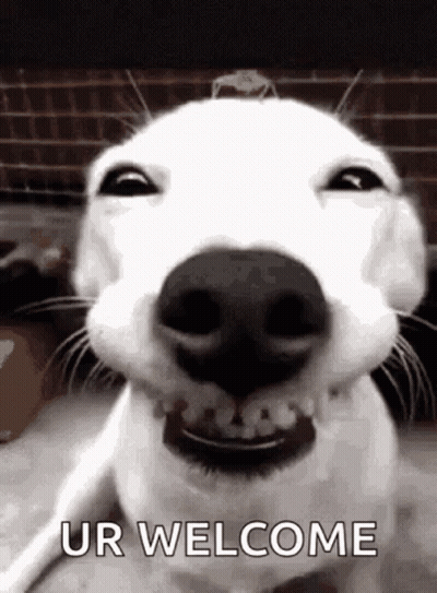 White Dog Smiling Says Ur Welcome GIF