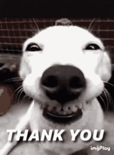 White Dog Smiling Thank You GIF