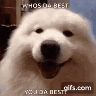 White Dog Smiling Whos Da Best GIF