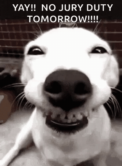 White Dog Smiling Yay No Jury Duty Tomorrow GIF
