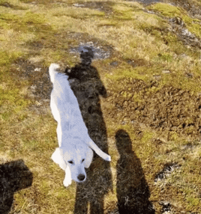 White Dog Standing In Field With Shadow GIF