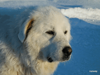 White Dog Standing In Snow Runway GIF
