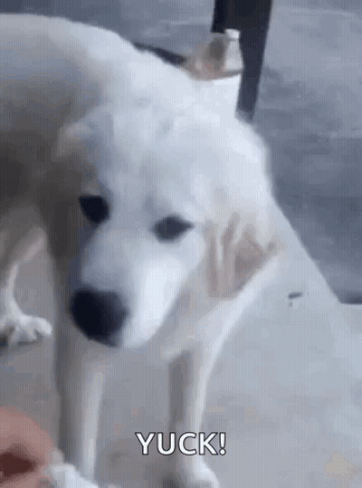 White Dog Standing Next To Person GIF