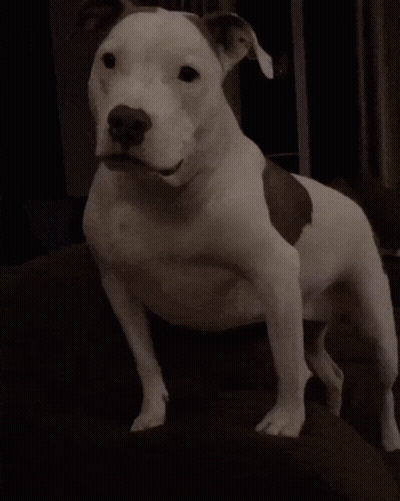 White Dog Standing On Brown Couch GIF