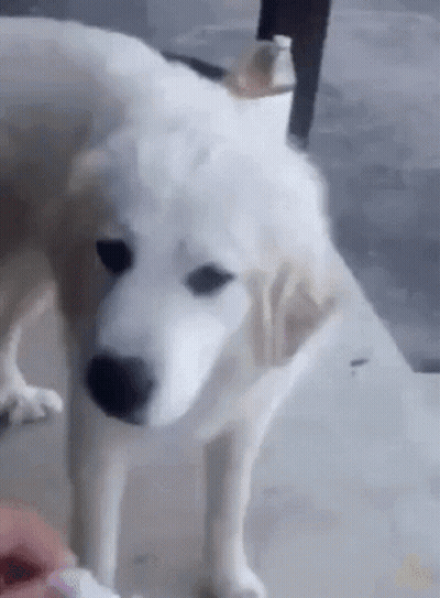 White Dog Standing On Concrete Floor Looking At Person GIF