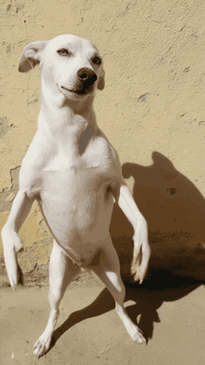 White Dog Standing On Hind Legs GIF