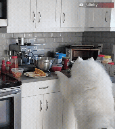 White Dog Standing On Hind Legs In Kitchen GIF