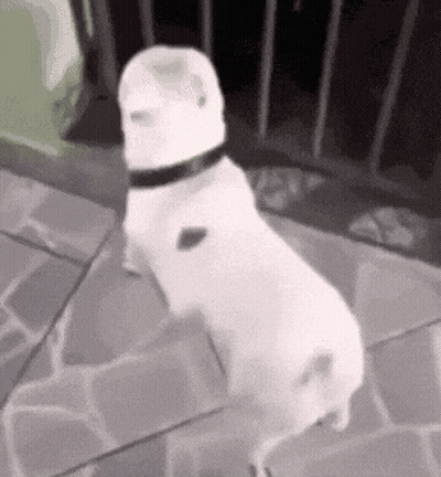 White Dog Standing On Hind Legs With Black Collar GIF