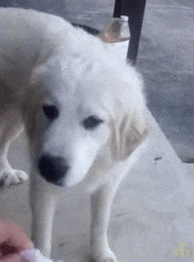 White Dog Standing On Sidewalk GIF