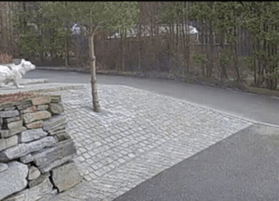 White Dog Standing On Stone Wall Next To Tree GIF