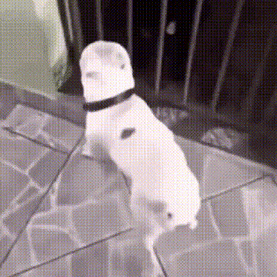 White Dog Standing With Hat And Collar GIF