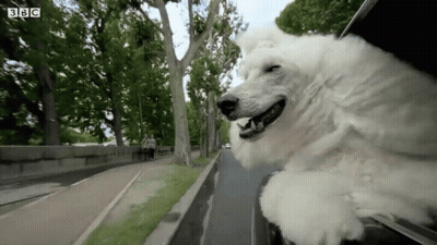 White Dog Sticking Head Out Car Window BBC GIF