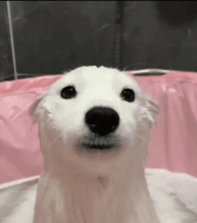 White Dog Taking Bath In Pink Tub GIF