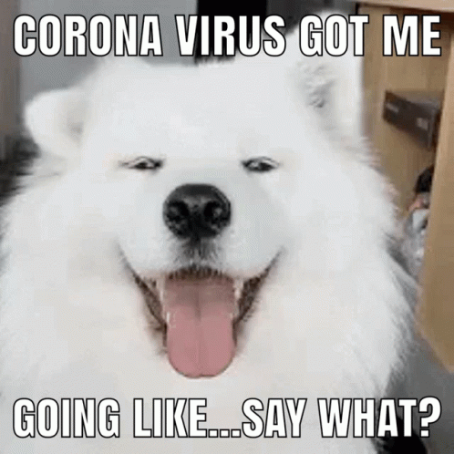 White Dog Tongue Out Coronavirus Got Me Going Say What GIF