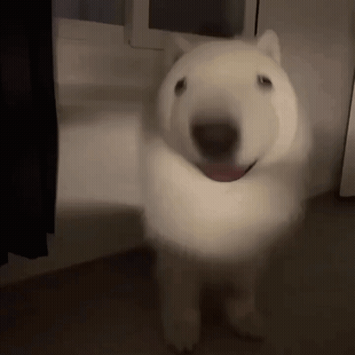 White Dog Tongue Out In Dark Room GIF