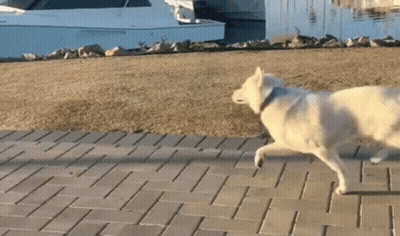 White Dog Walking On Brick Sidewalk Near Boat GIF