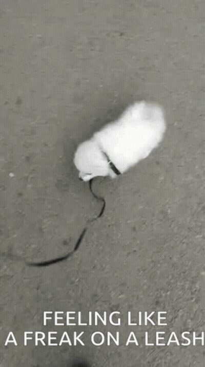 White Dog Walking On Leash GIF