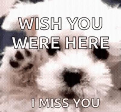 White Dog Waving Paw Saying Wish You Were Here I Miss You GIF