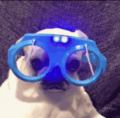 White Dog Wearing Blue Glasses GIF