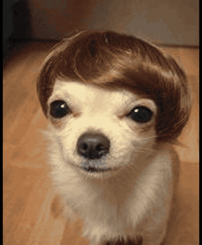 White Dog Wearing Brown Wig GIF