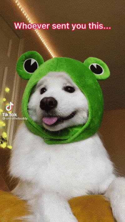 White Dog Wearing Green Frog Hat Whoever Sent You This GIF