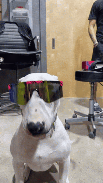 White Dog Wearing Rainbow Sunglasses GIF