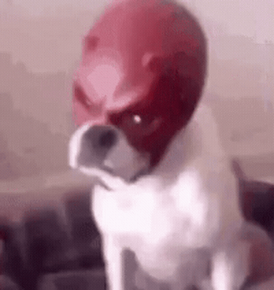 White Dog Wearing Red Daredevil Mask GIF