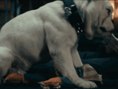 White Dog With Black Collar Sitting On Bed GIF