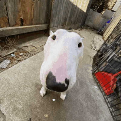 White Dog With Black Nose On Sidewalk GIF