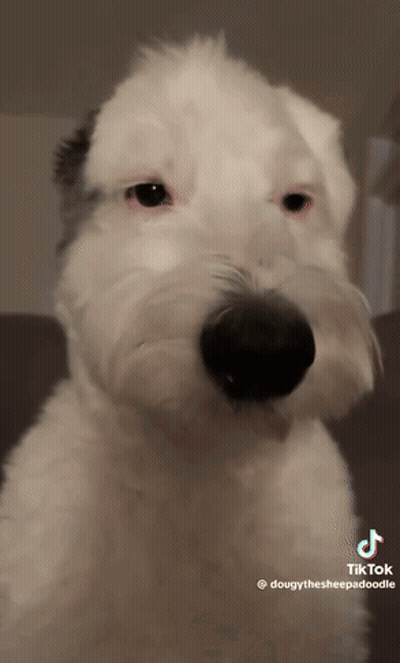 White Dog With Black Nose On TikTok GIF