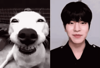 White Dog With Black Nose Smiling Next To Man GIF