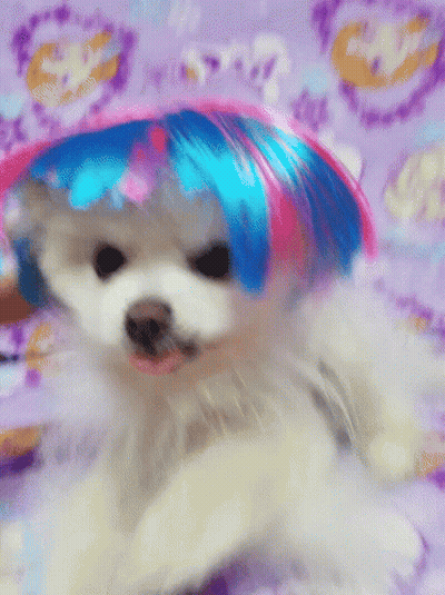 White Dog With Blue And Pink Wig GIF