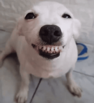 White Dog With Braces GIF