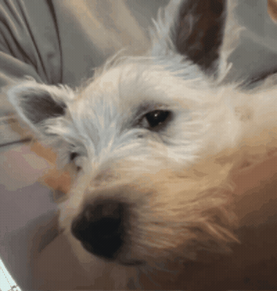 White Dog With Brown Nose Close Up GIF