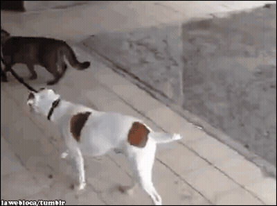 White Dog With Brown Spots Next To Black Cat On Leash GIF