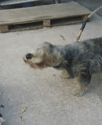 White Dog With Brown Spots Next To Black Cat On Leash GIF