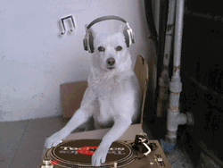 White Dog With Headphones  GIF