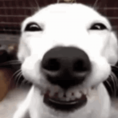White Dog With Mouth Open Showing Teeth GIF