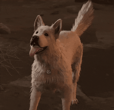 White Dog With Necklace Looking Up GIF