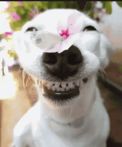 White Dog With Pink Flower In Nose GIF
