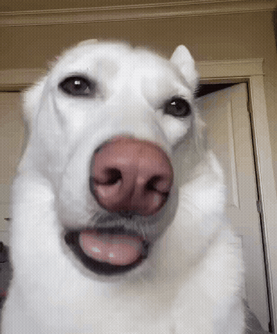 White Dog With Pink Nose GIF