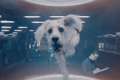 White Dog With Pink Tongue Looking In Dark Room GIF