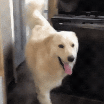 White Dog With Pink Tongue Standing In Front Of TV GIF