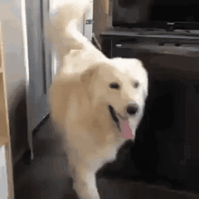 White Dog With Pink Tongue Standing Next To Refrigerator GIF