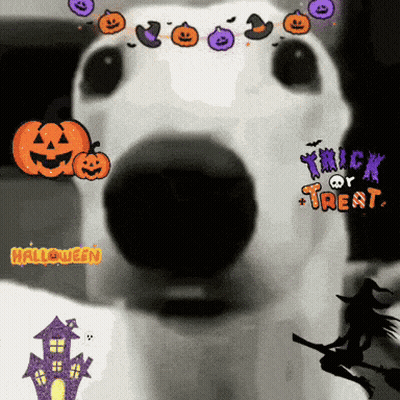 White Dog With Pumpkins Trick Or Treat GIF