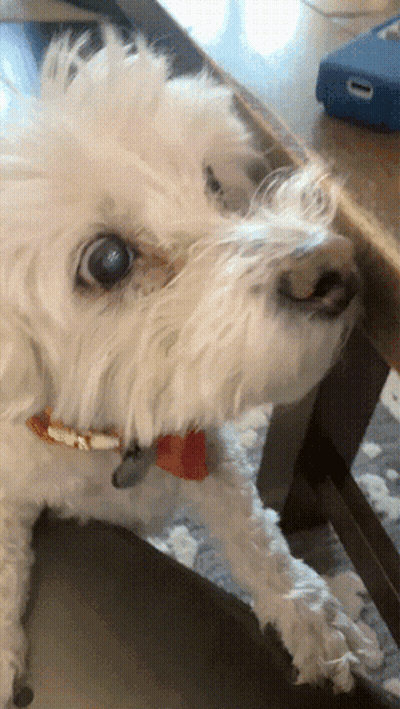 White Dog With Red Collar Sitting GIF