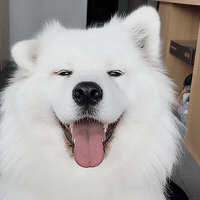 White Dog With Tongue Out GIF
