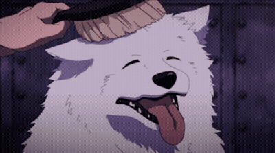 White Dog With Tongue Out Being Brushed GIF